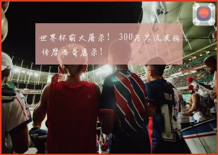 世界杯前大屠杀！ 300万只流浪狗 传摩洛哥虐杀！